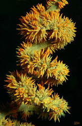 A spiral shaped segment of a whip coral.
EOS5D, 100 mm, ... by Arthur Telle Thiemann 